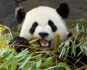 bambù mangiato da panda